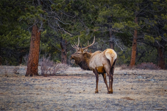 Bull Elk