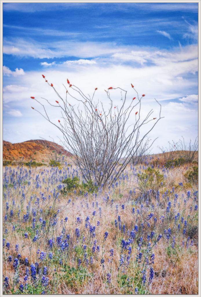 Ocotillo and Bluebonnets - Vertical