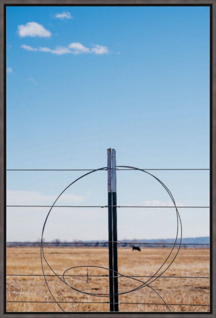 Fenceline and Cow on the Colorado Plains