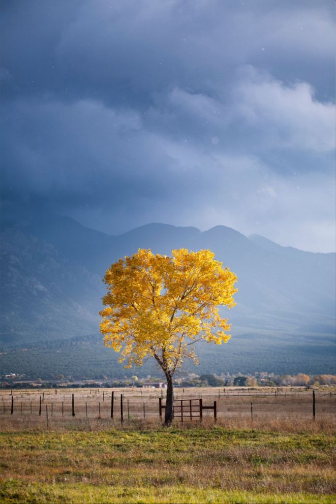 Solitary Cottonwood II
