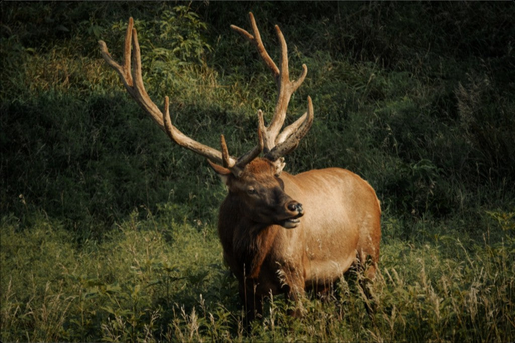 Ashland Bull Elk I