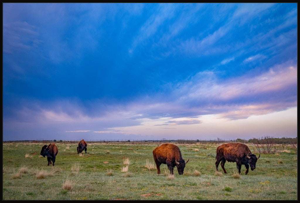 Caprock Bison at Sunset