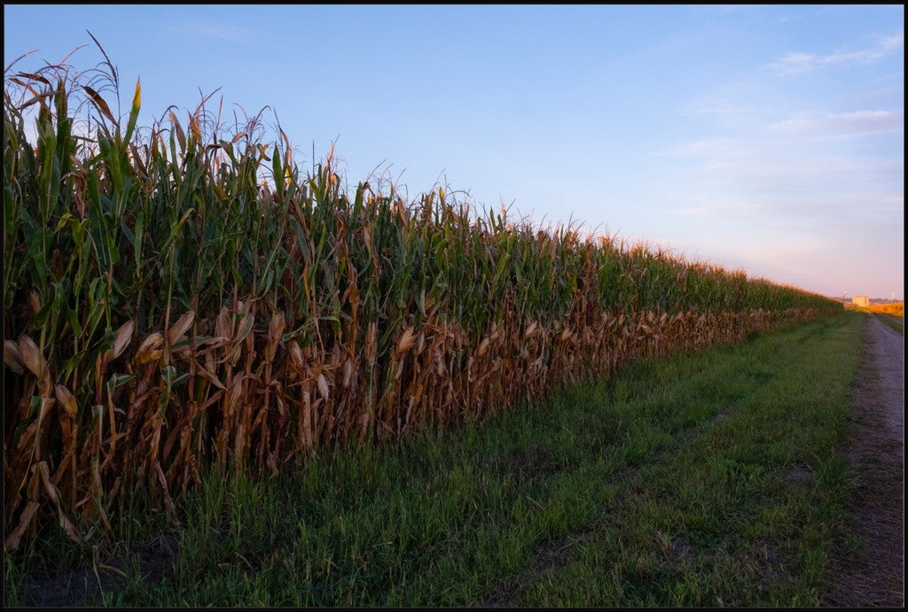 Land of the Tall Corn II
