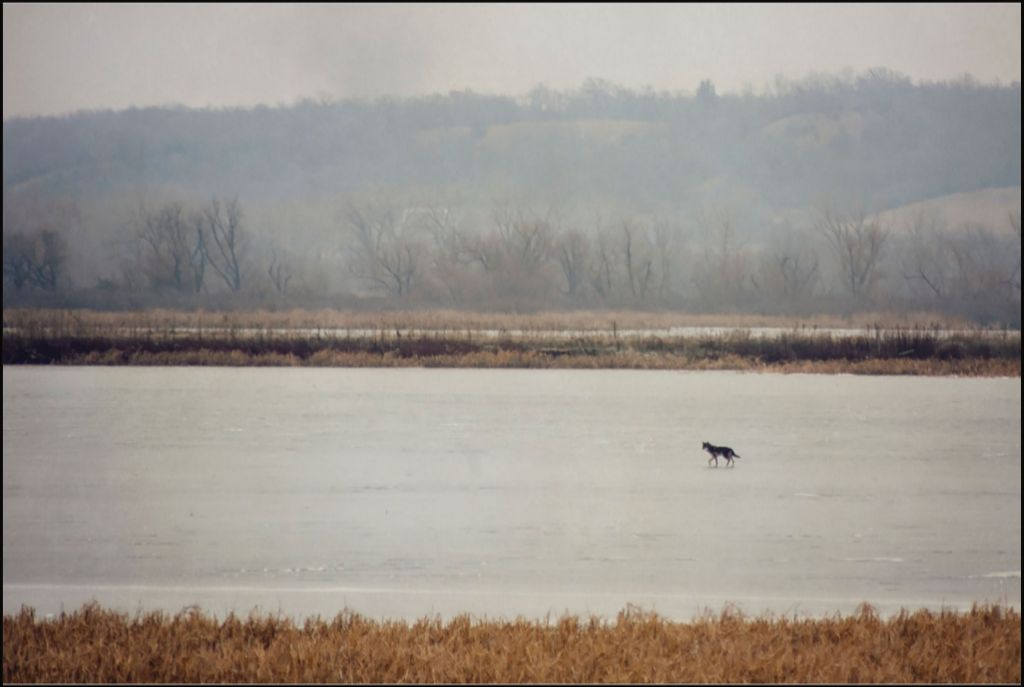 Coyote on Frozen Lake