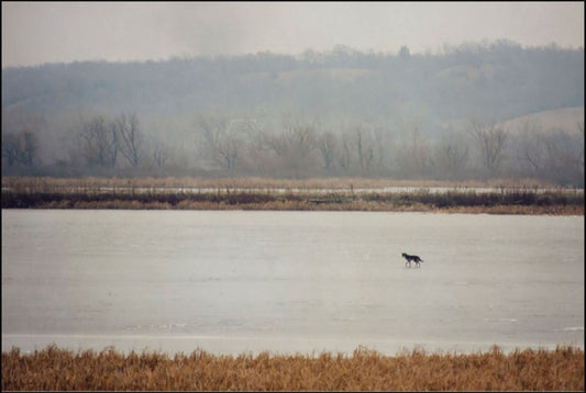 Coyote on Frozen Lake