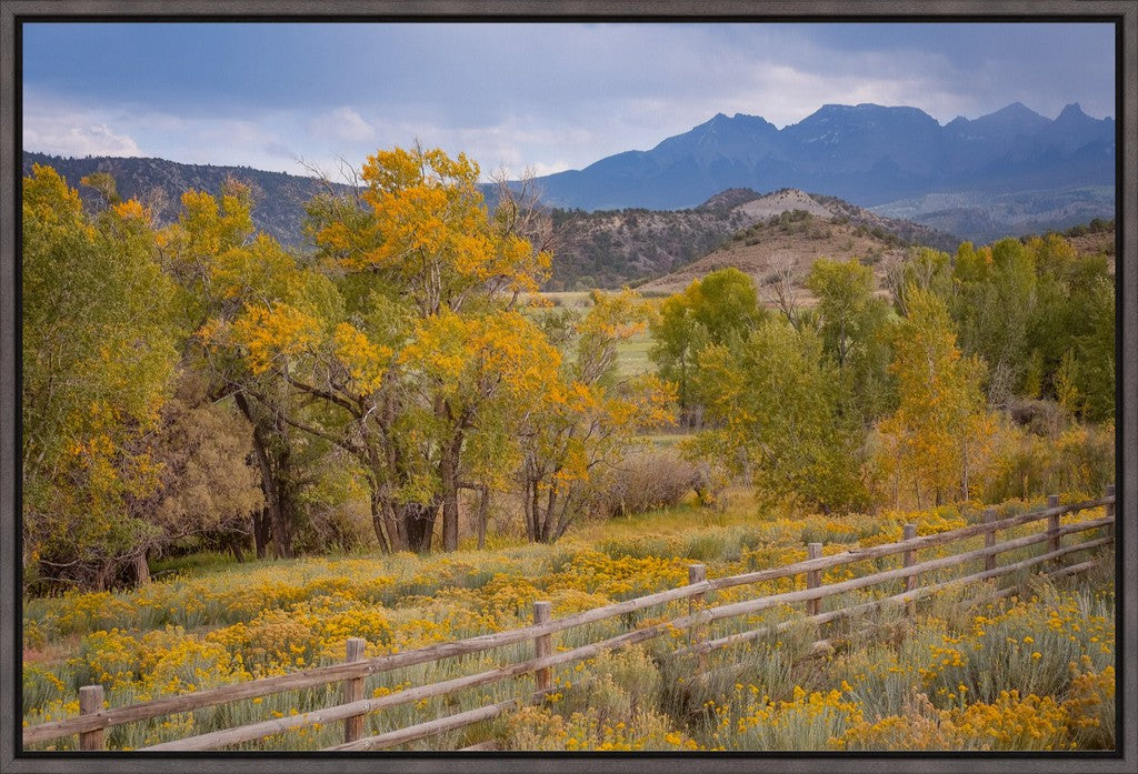 Colorado Cottonwoods