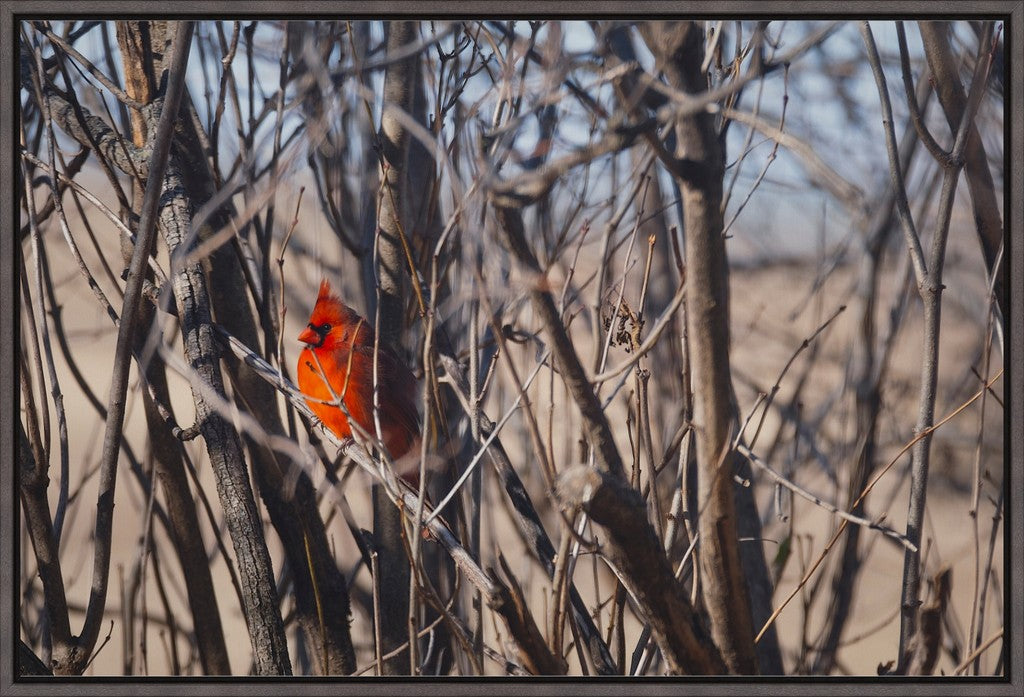 Northern Cardinal in Winter