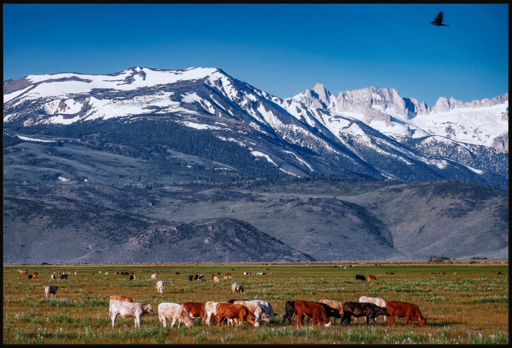 California Pasture