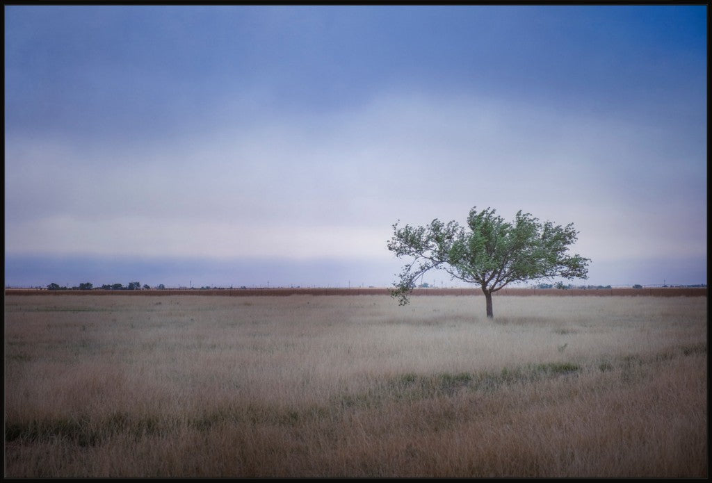 Solitary Tree in Blue