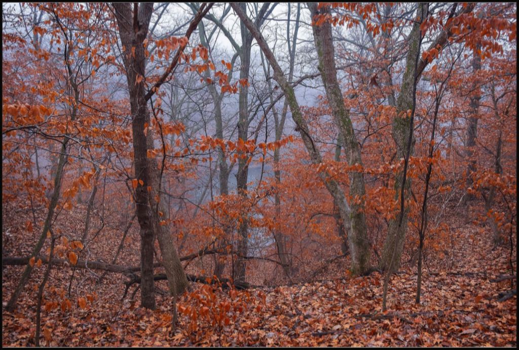 Winter Woodland