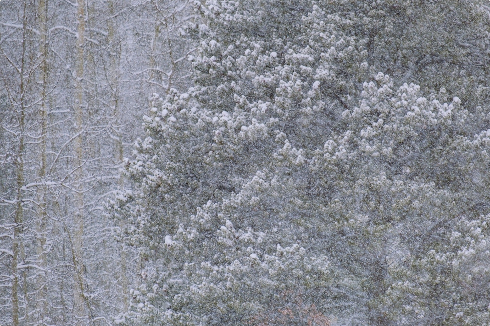 Heavy Snow & Forest Abstract III