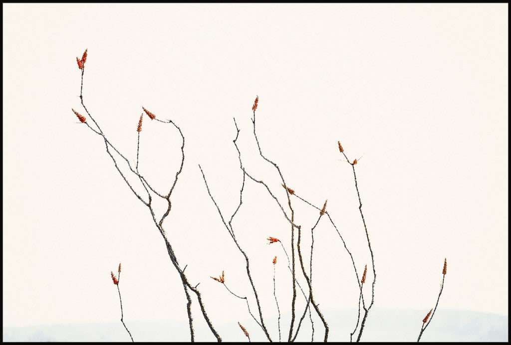 Ocotillo Against Bright Sky with Mountains