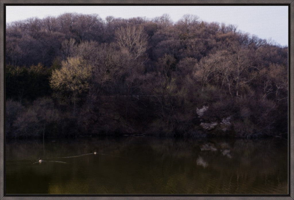 Dogwood Reflections I