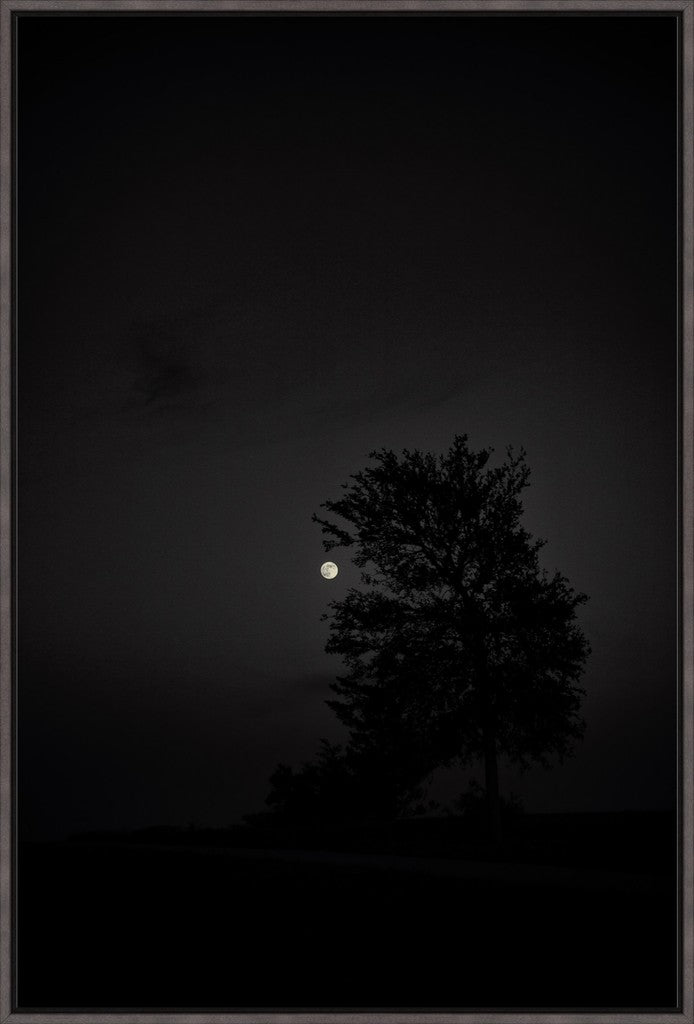 Full Moon and Tree Silhouette