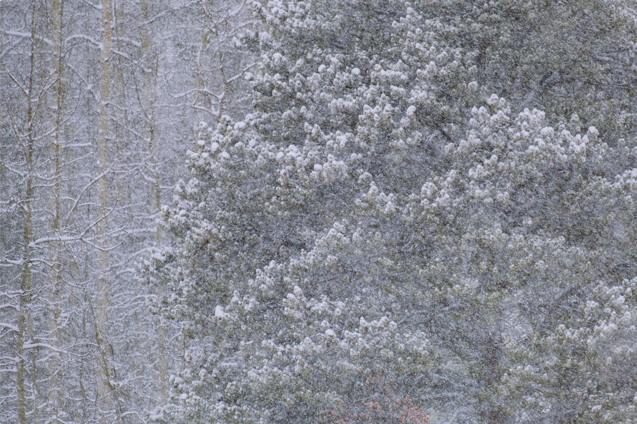 Heavy Snow & Forest Abstract III
