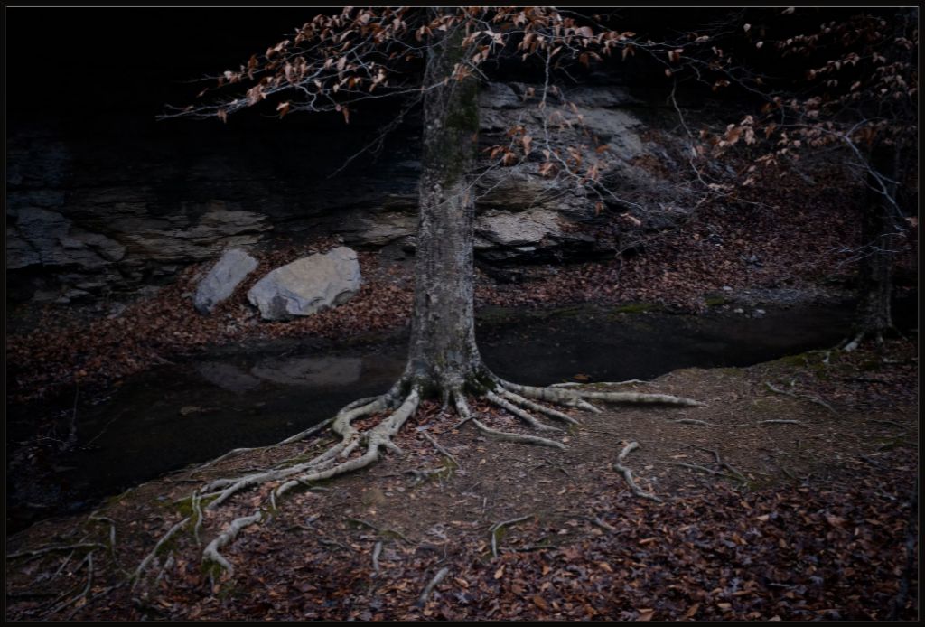 Winter Roots
