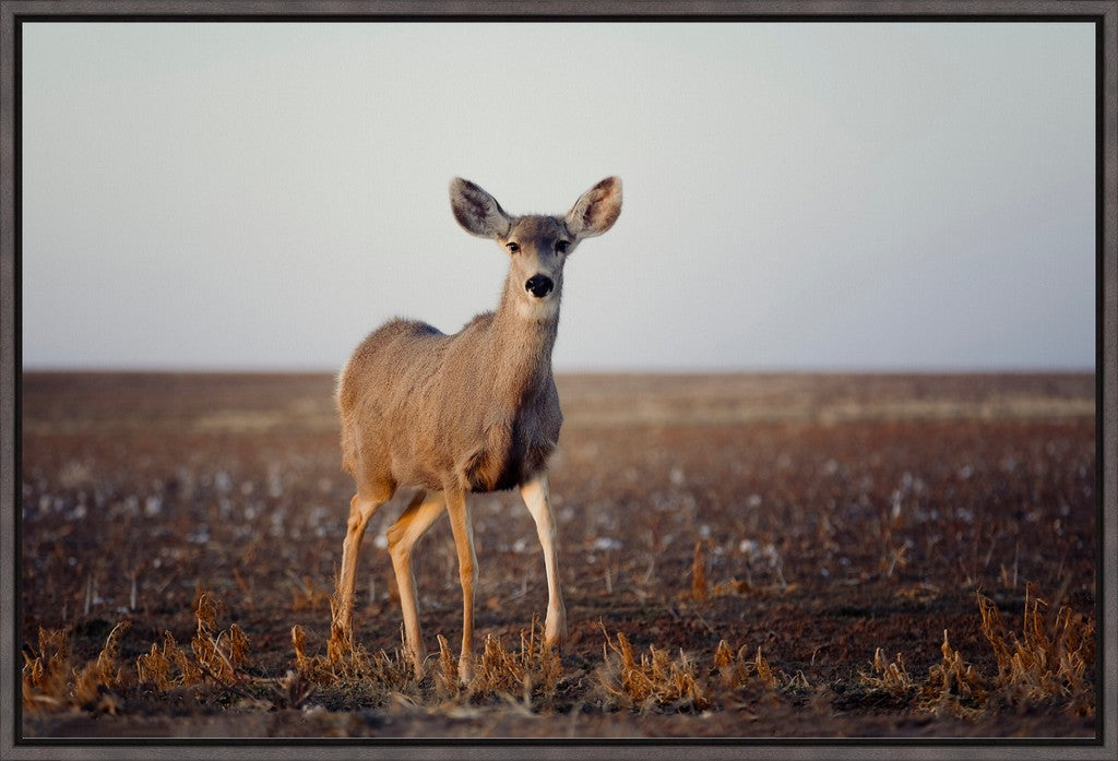 Curious Mule Deer Doe I