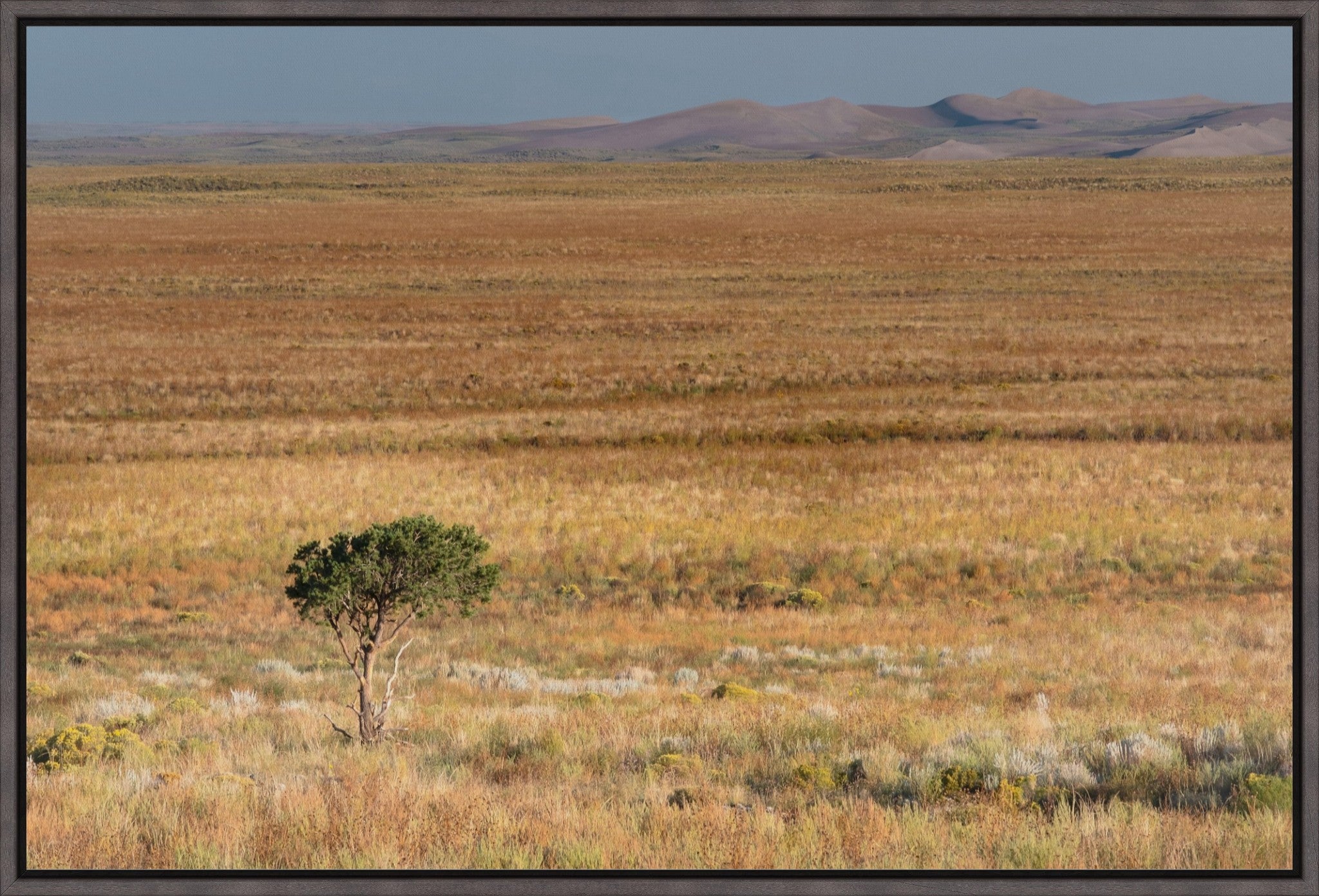 Tiny Tree and Sand Dunes