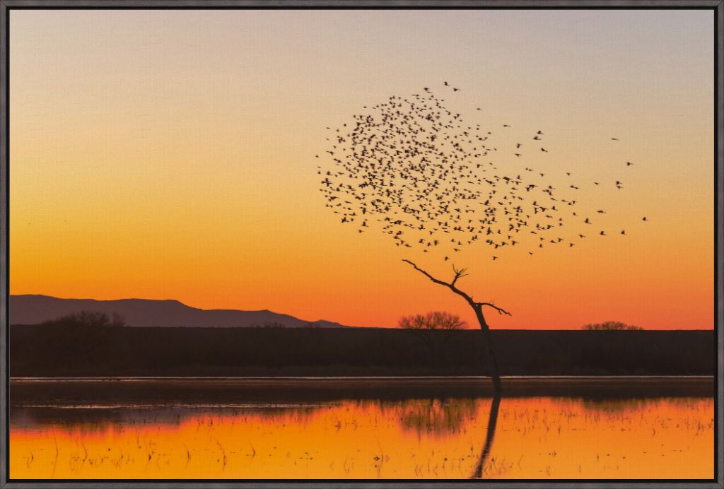 Bosque Morning Glow with Birds