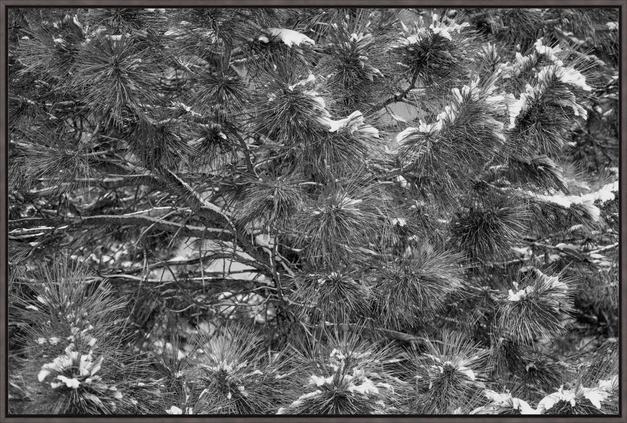 Snow on the Pine Boughs