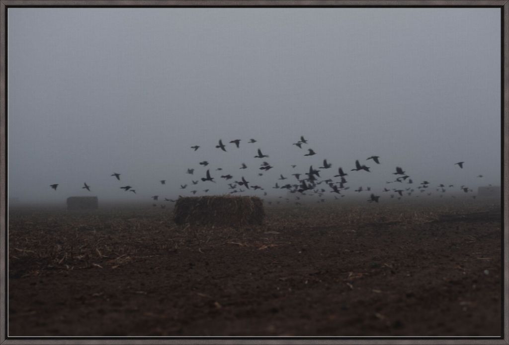 Foggy Field with Grackles