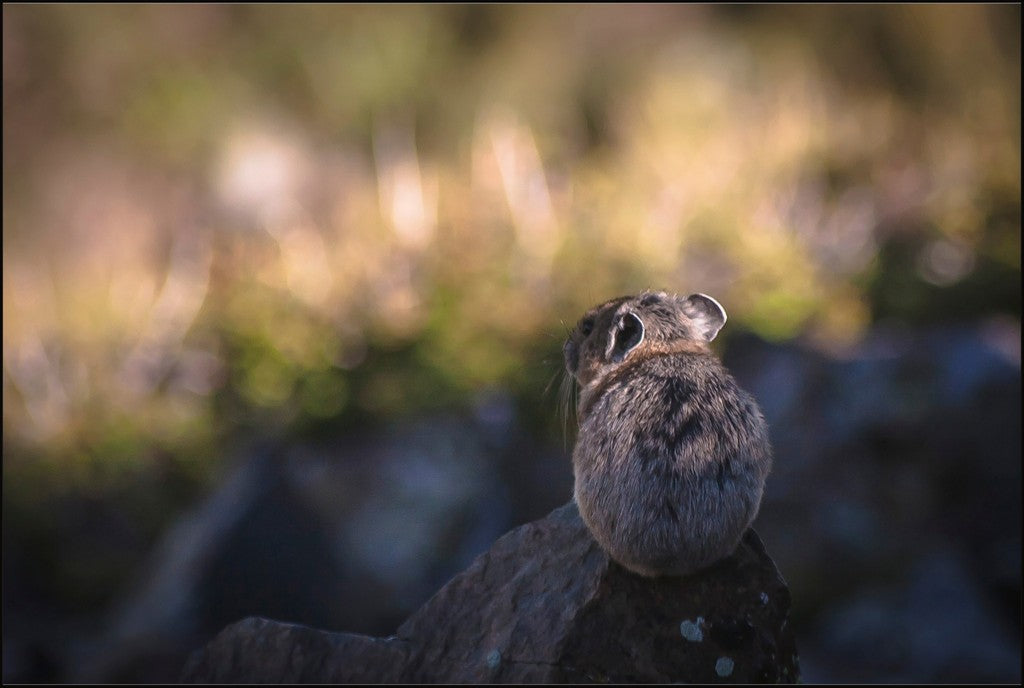 Wheeler Peak Pika