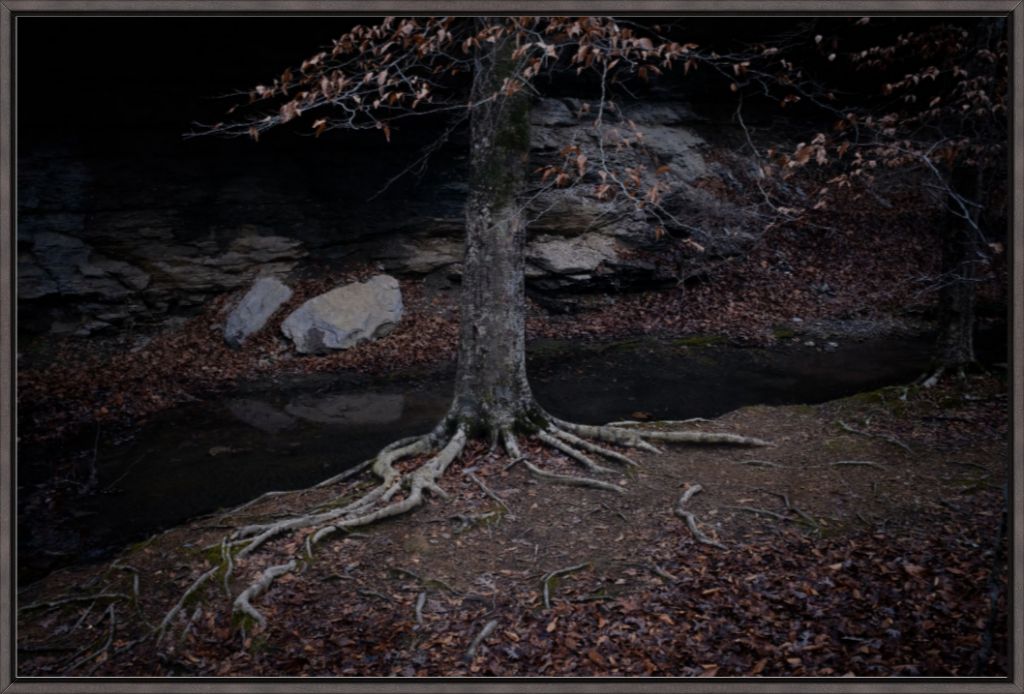 Winter Roots