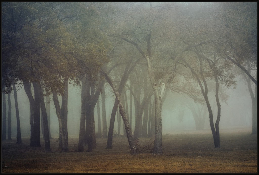 Canyon Lake Fog