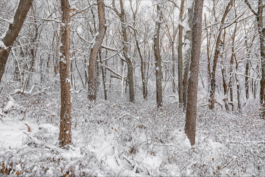 Winter in the Loess Hills