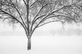 Monochrome Tree in Snow II