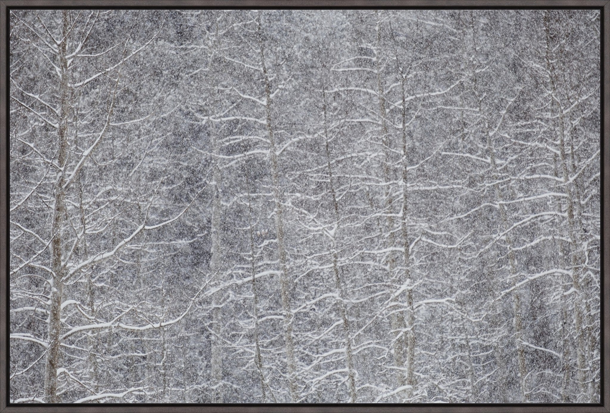 Heavy Snow & Forest Abstract IV