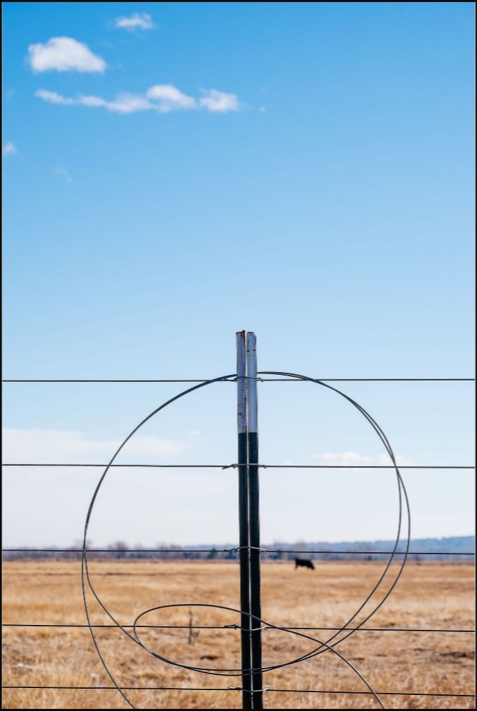 Fenceline and Cow on the Colorado Plains