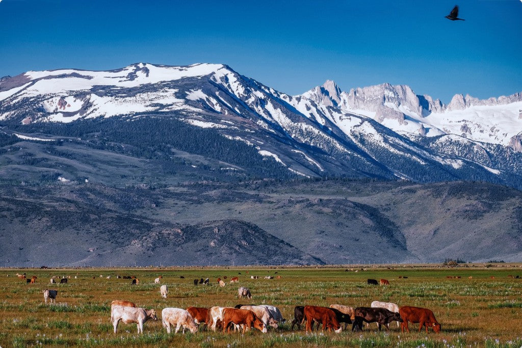 California Pasture