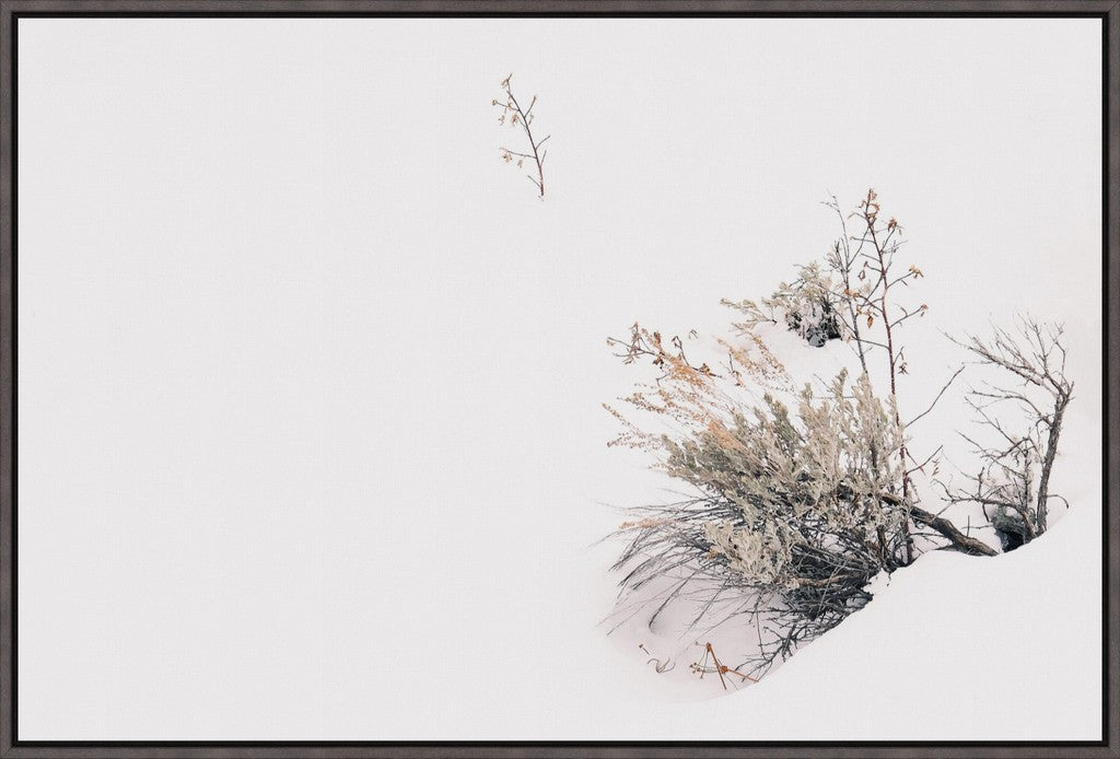 Rabbitbrush in Snow