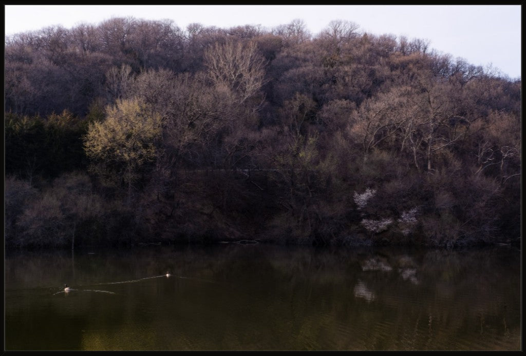 Dogwood Reflections I