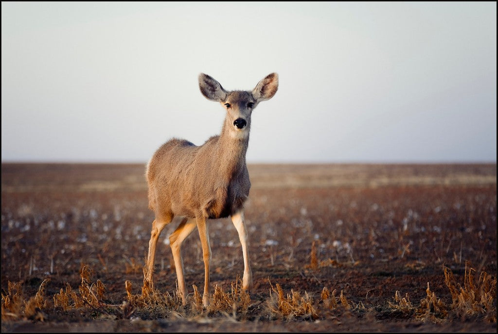 Curious Mule Deer Doe I
