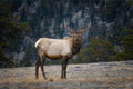 Portrait of a Bull Elk
