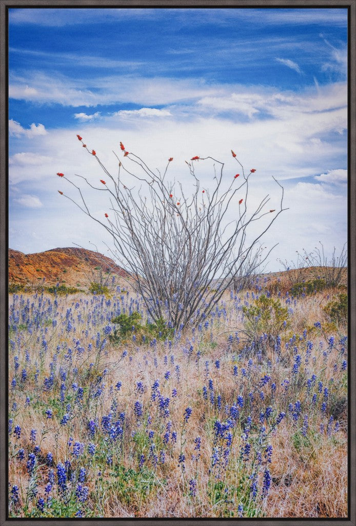 Ocotillo and Bluebonnets - Vertical