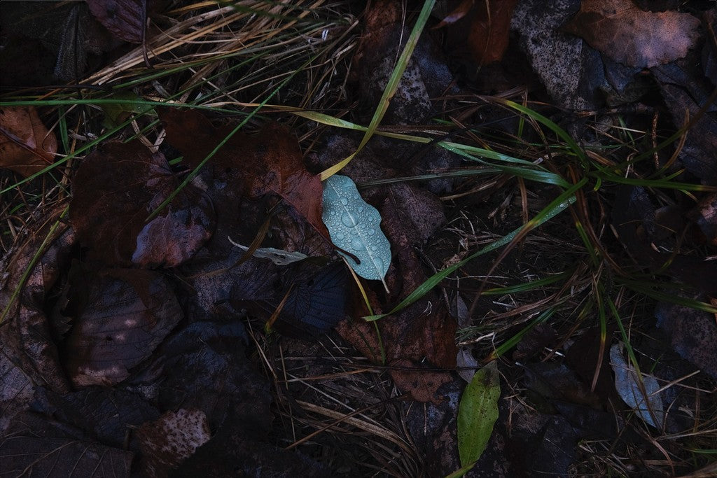 Raindrops on Fallen Leaf