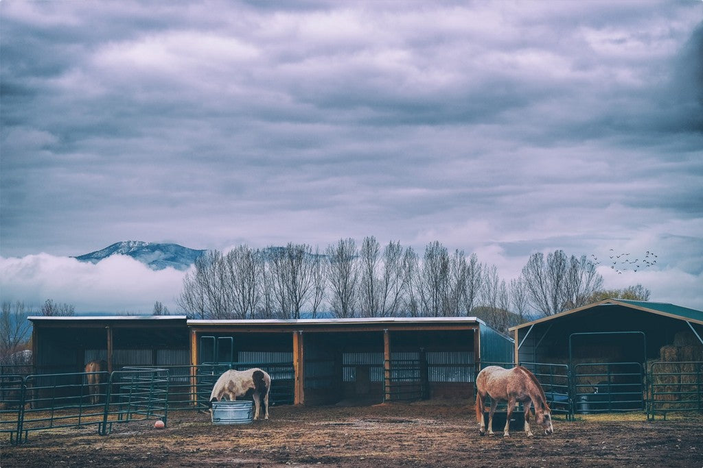 Morning Horse Feeding