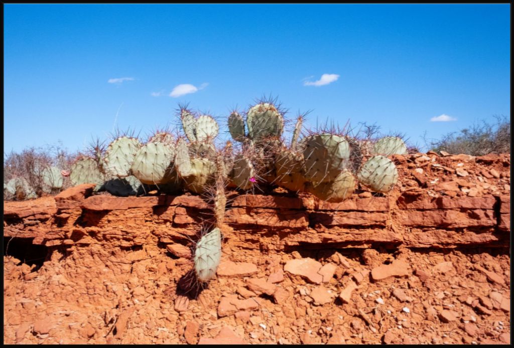 Prickly Pear on Red Rock