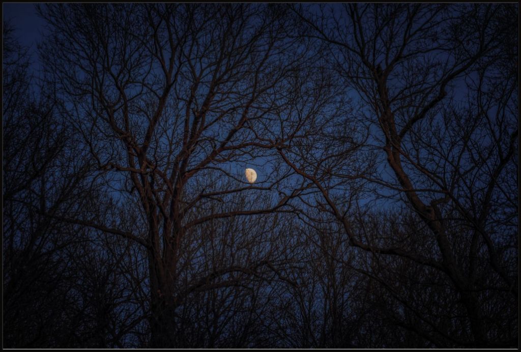 Winter Moon