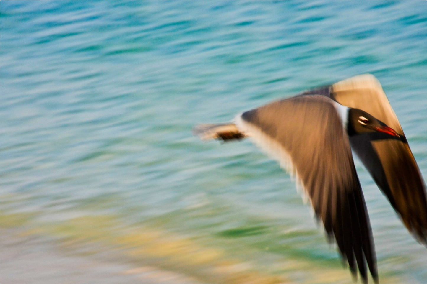 Grand Bahama Gull No. 1