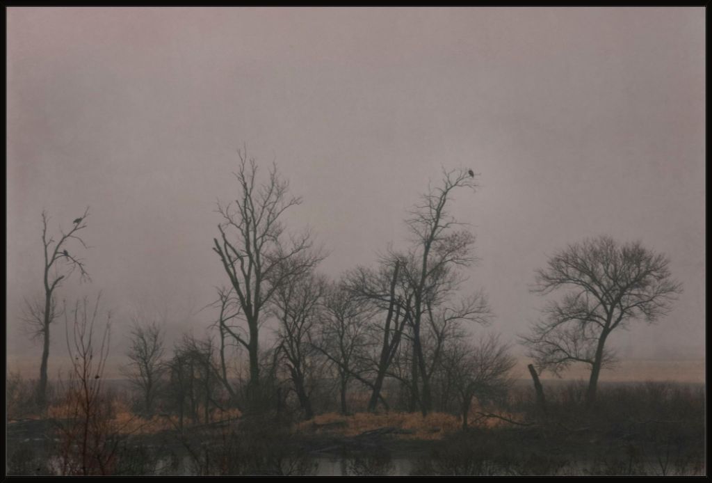 Wetlands Scene
