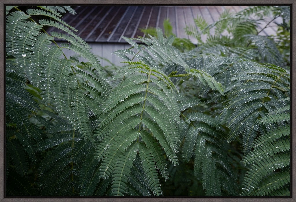 Water Droplets on Persian Silk II