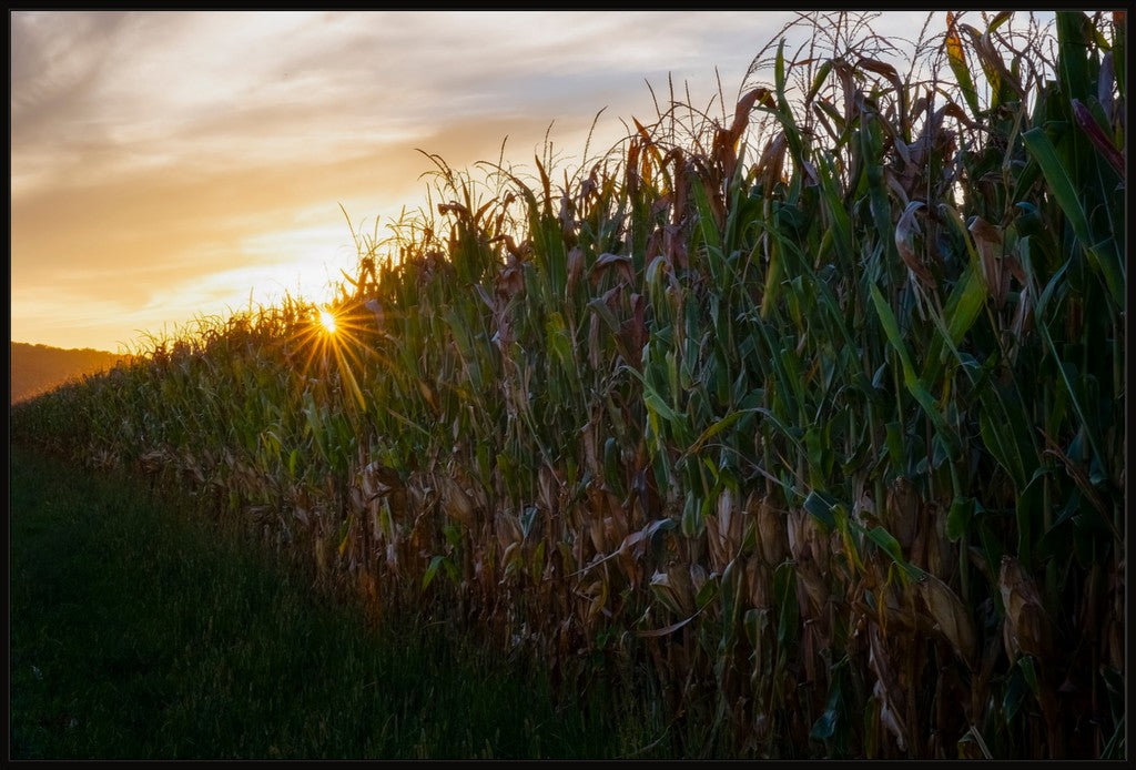 Sunset Over Tall Corn