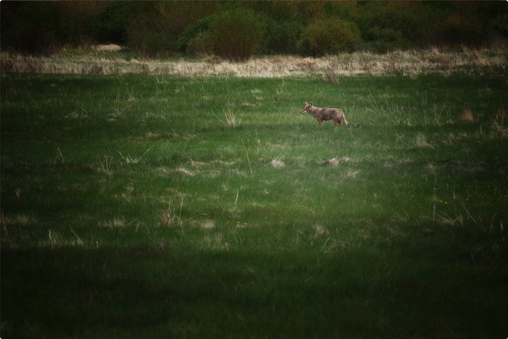 Rocky Mountain Coyote