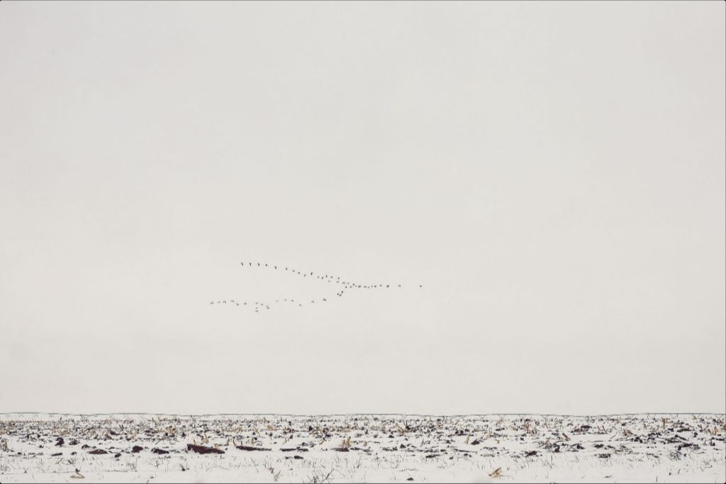 Geese Over Snowy Field