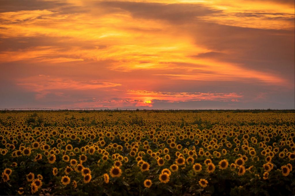 Sunflower Sunset