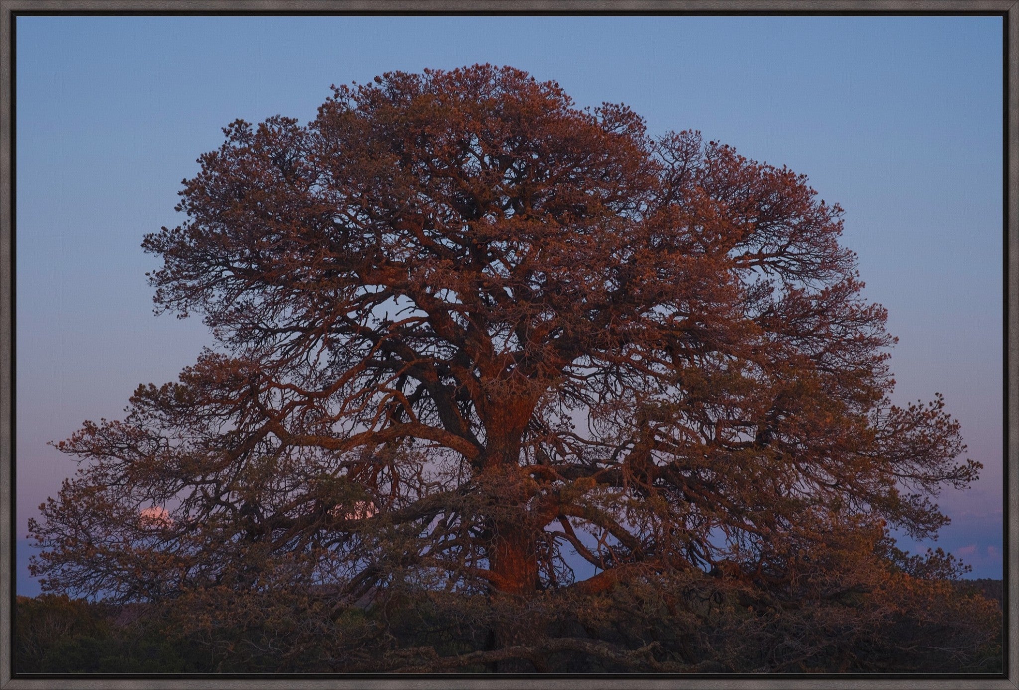 Blue Hour Pine